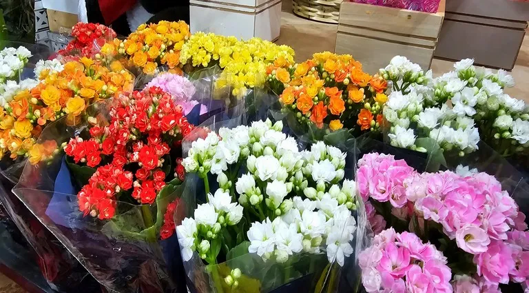Floriculturas de Colatina se preparam para o Dia de Finados com reforço no estoque de flores