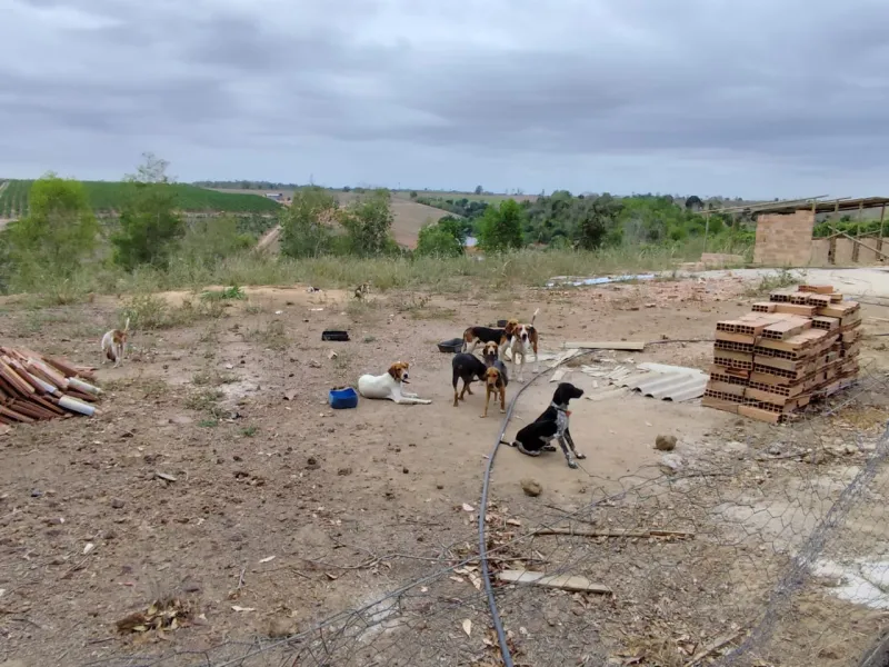 Polícia resgata 80 animais e prende homem por maus-tratos em Boa Esperança
