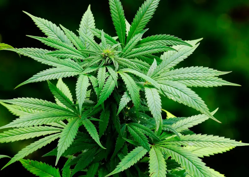 Pancas: adolescente é flagrado cultivando pé de maconha em casa