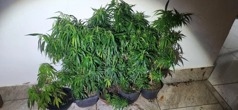 Polícia Militar apreende pés de maconha em residência no Bairro Fazenda Vitali, em Colatina