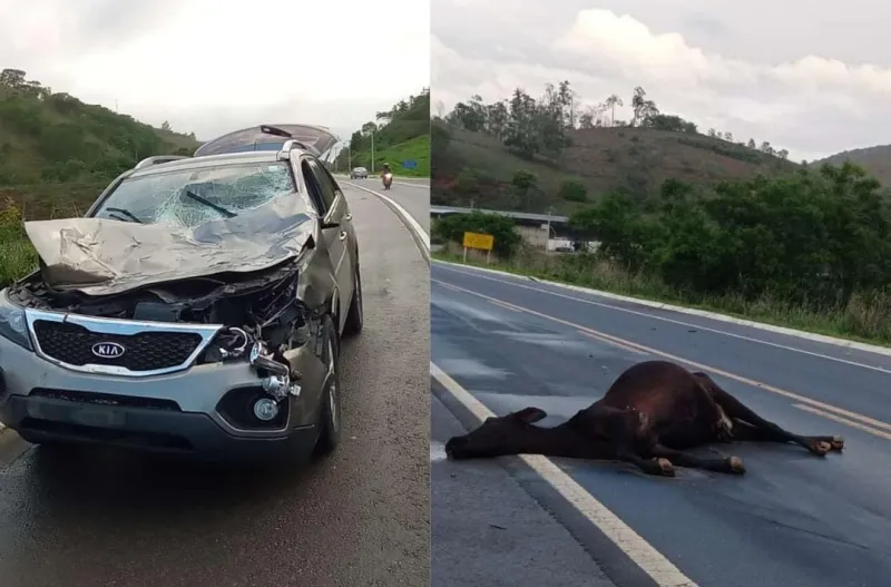 Carro colide com vaca na ES-080, animal morre e veículo sofre danos