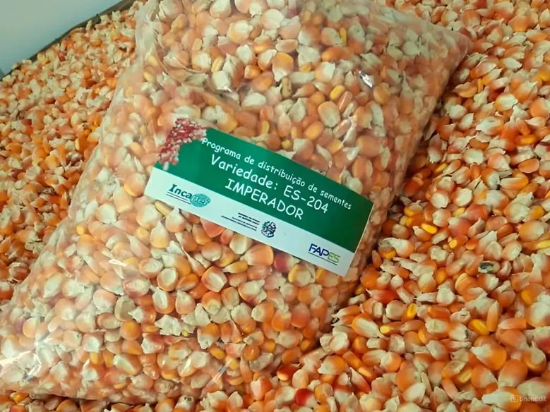 Agricultores de Itaguaçu e São Domingos do Norte recebem sementes para plantio de milho crioulo