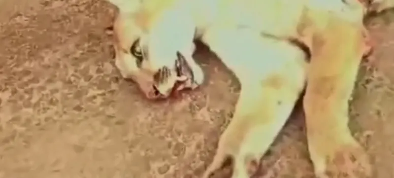 Vídeo: Onça-parda é encontrada morta após ser atropelada na BR-259, em Colatina