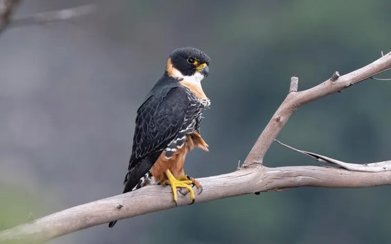 Falcão de Peito Laranja é registrado pela primeira vez em São Pedro Frio, Colatina