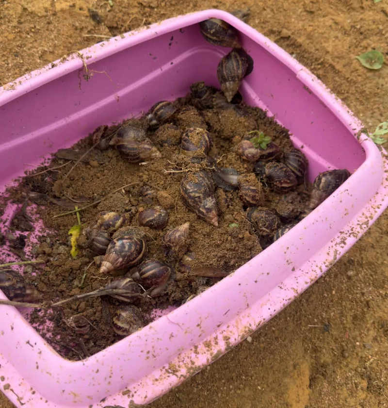 Infestação de animais peçonhentos e caramujos preocupa moradores de bairro colatinense