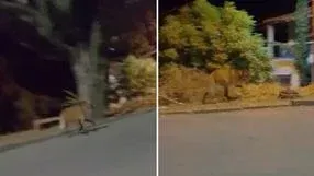 Lobo-guará é flagrado em rua de Aracruz e especialistas alertam para impacto do desmatamento