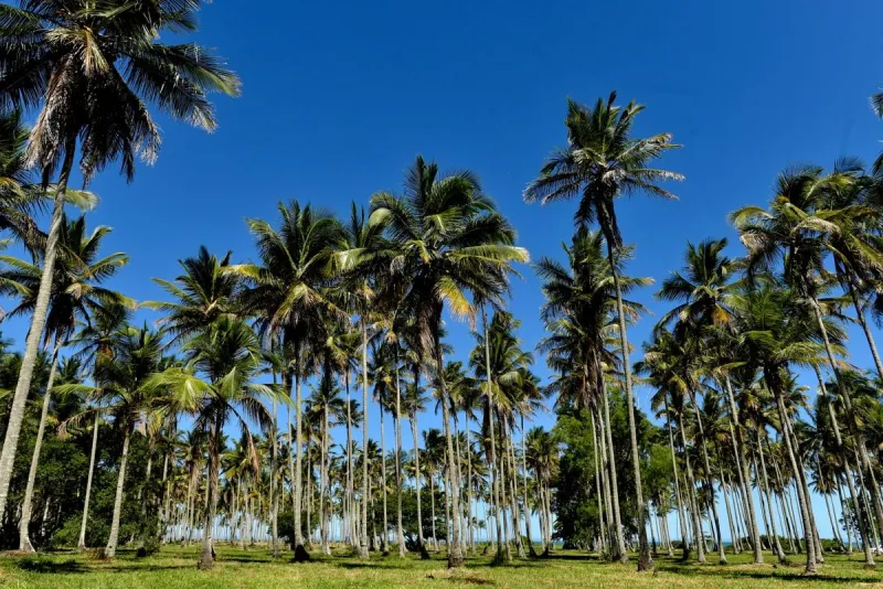 Conheça as praias de Aracruz: opções paradisíacas para moradores do Norte e Noroeste do Espírito Santo