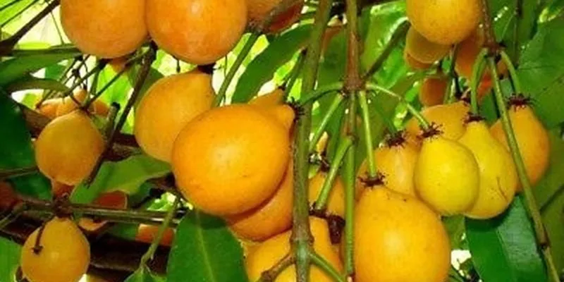 Itarana se destaca no cultivo do achachairu e pode se tornar Capital Estadual da fruta