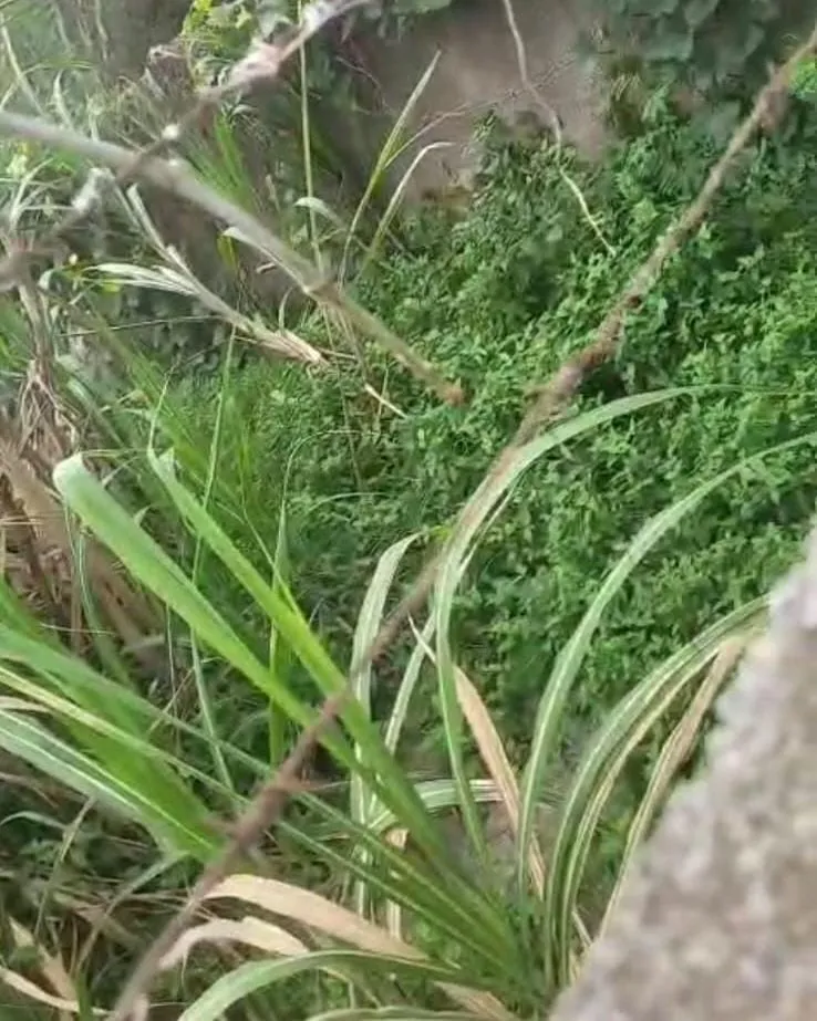 Comunidade: esgoto a céu aberto incomoda moradores do Vista da Serra, em Colatina, e comunidade cobra solução definitiva do Sanear