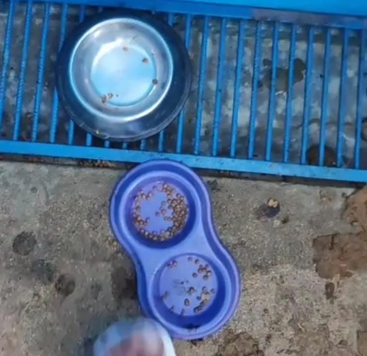 Cães mortos e animais sem água: imagens no Centro de Zoonoses e Bem Estar Animal de Colatina causam revolta