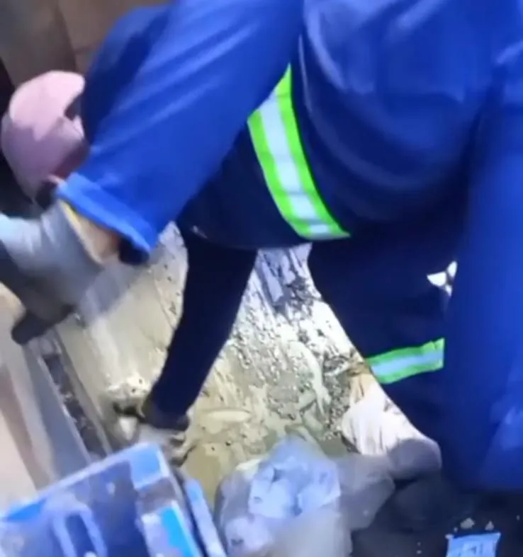 Comunidade: gatinho é salvo por coletores de lixo após ser encontrado dentro de caminhão triturador, em Colatina