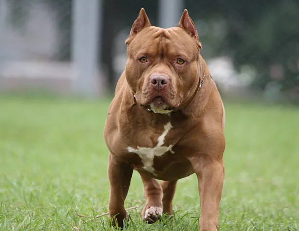 Mulher é atacada por pit bull solto em via pública em Alto Rio Novo