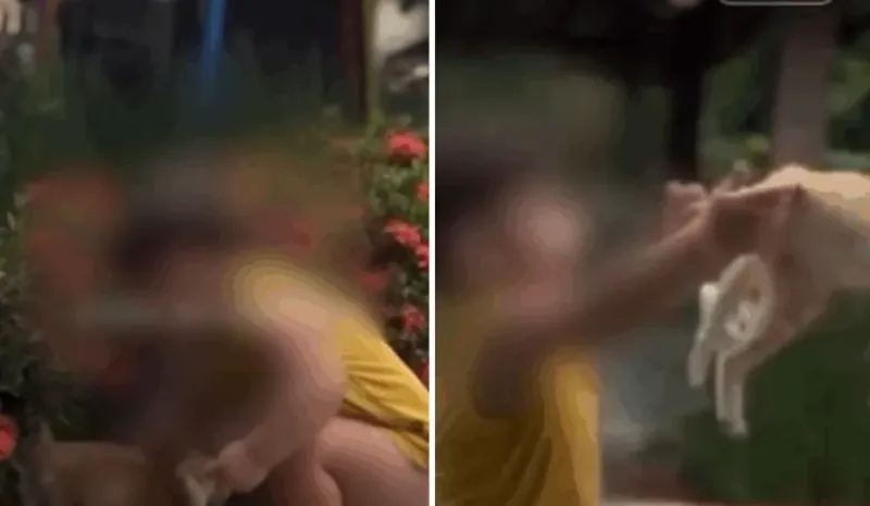 Vídeo de bebê incentivado a jogar gato para o alto em São Roque do Canaã revolta redes sociais e é investigado pela Polícia Civil