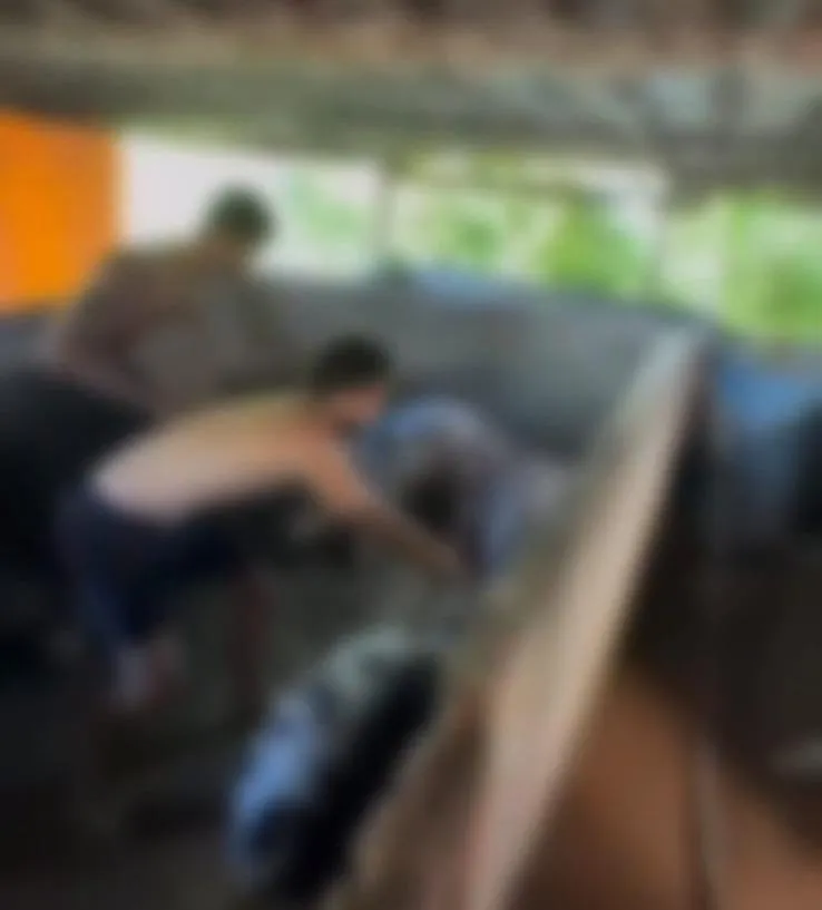 Jovens de Marilândia são indiciados pela Polícia por maltratar porcos e publicar vídeo no Instagram