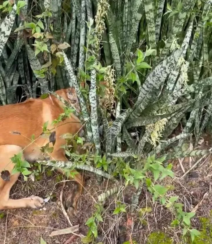 Traficante é preso em Colatina após esconder drogas com bilhete que tinha seu nome, telefone e endereço