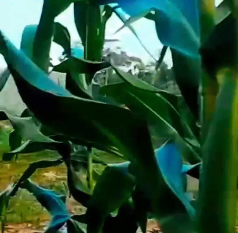 Com mãos na terra e olhos no futuro: agricultores familiares de Colatina transformam alimento em dignidade