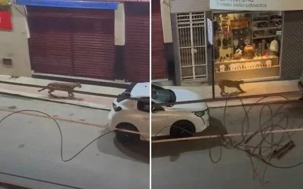 Onça-parda é flagrada no Centro de Iconha e mobiliza operação de resgate