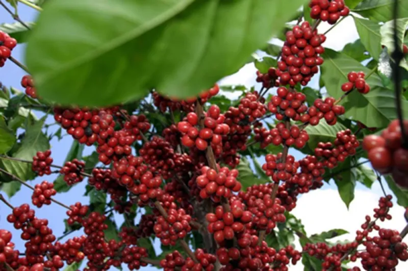 3ª mostra de Café conilon de Marilândia: inscrições seguem abertas até 15 de Junho