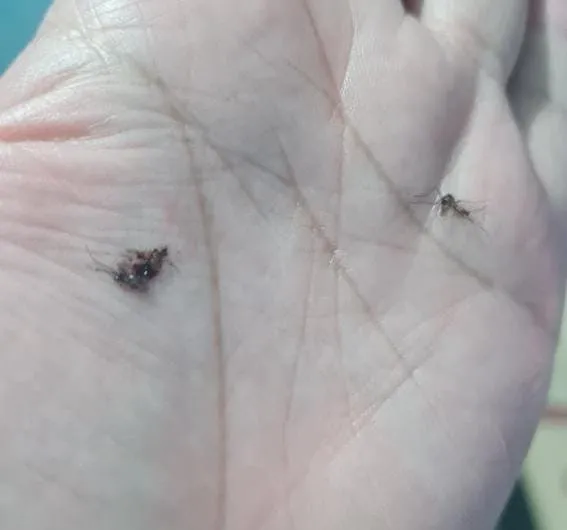 Comunidade: moradores de Colatina Velha denunciam esgoto a céu aberto e infestação de pernilongos: “A gente não aguenta mais”