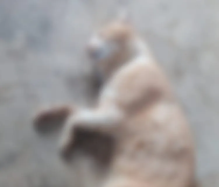 Moradores denunciam envenenamento de gatos no Morro do Café, em Colatina