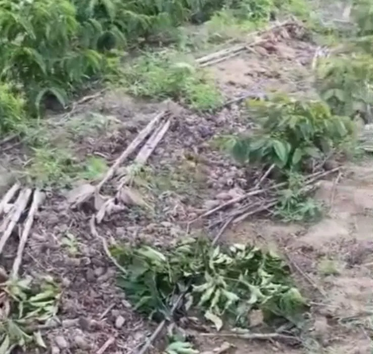 Vídeo mostra lavoura de café destruída em Pancas; neto denuncia e se emociona em desabafo gravado