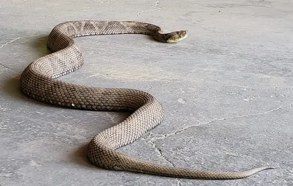 Homen é picado por Jararaca em Colatina
