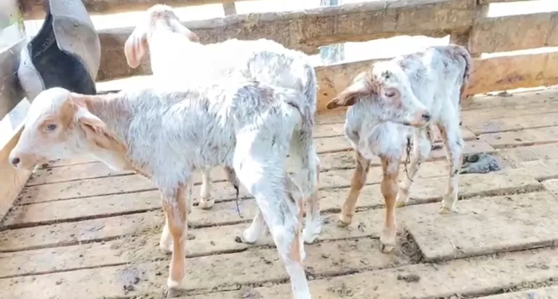 Caso raro! Vaca dá à luz a bezerros trigêmeos em Pancas