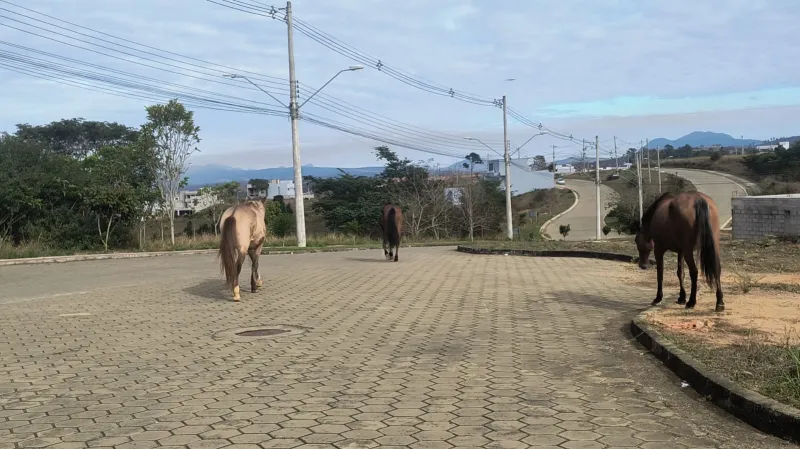 Comunidade: moradores de Cidade Jardim, em Colatina, cobram retirada de cavalos soltos nas ruas há mais de um mês
