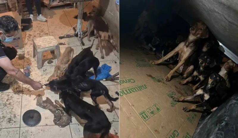 Mais de 20 cachorros são resgatados em situação de maus-tratos em São Mateus