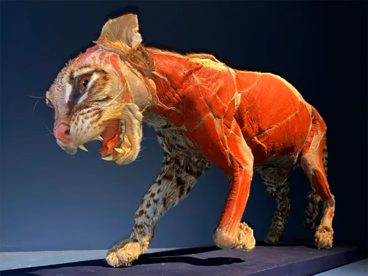 Santa Teresa recebe exposição inédita com animais plastinados da Mata Atlântica