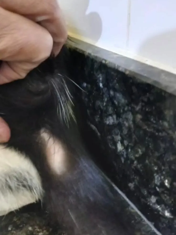 Denúncia de maus-tratos contra gatos causa revolta, em Colatina