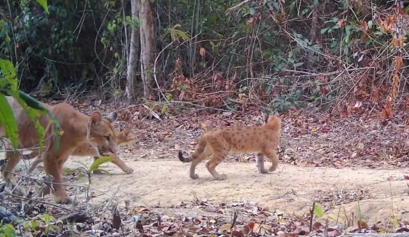 Três filhotes de onça-parda são flagrados em reserva de Sooretama