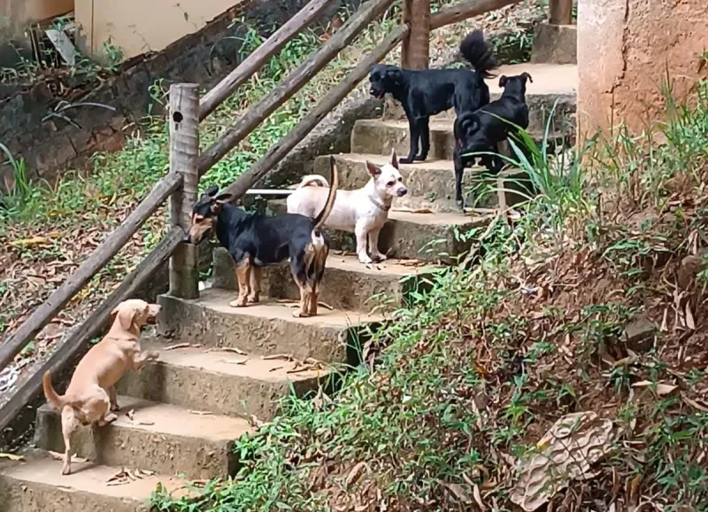Comunidade: no Dia do padroeiro dos animais, moradores denunciam abandono de cães em Colatina Velha