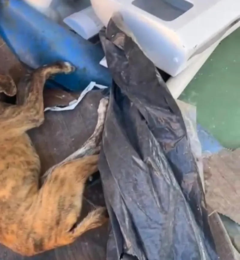 Cães morrem após grupo entrar em empresa e deixar ração em Colatina; Polícia Civil investiga