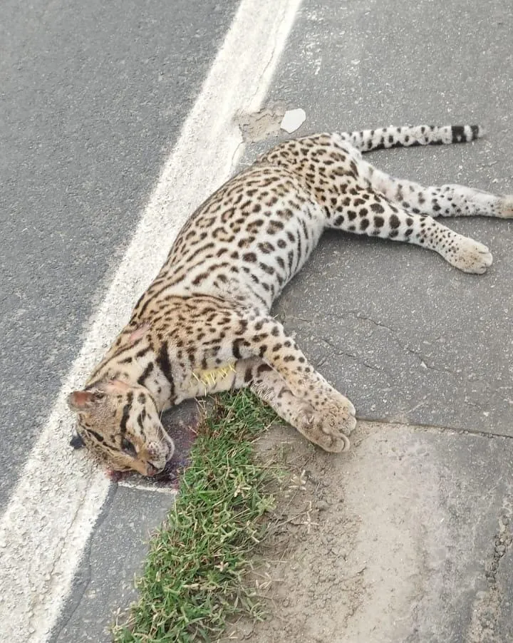 Felino é encontrado morto após atropelamento na BR-259, entre Mascarenhas e Itapina
