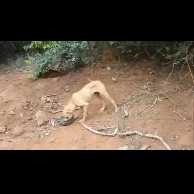 Moradores denunciam abandono de animais em área de matagal no interior de Colatina