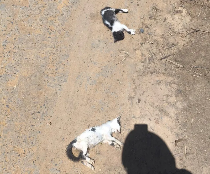 Abandono no dia de Natal termina com morte de animais, em Colatina