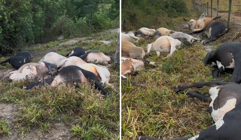 Raio mata 29 cabeças de gado durante temporal em Barra de São Francisco; prejuízo passa de R$ 100 mil