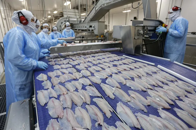 Capital dos peixes: Linhares lidera produção de tilápia no Espírito Santo