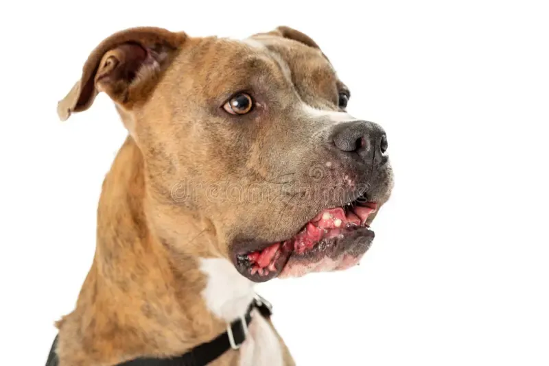 Pitbull ataca cães de pequeno porte e causa medo no bairro Pôr do Sol, em Colatina