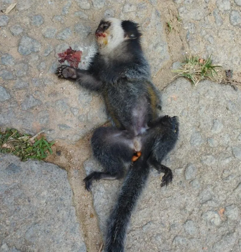 Macacos morrem eletrocutados em fios de alta tensão em Colatina