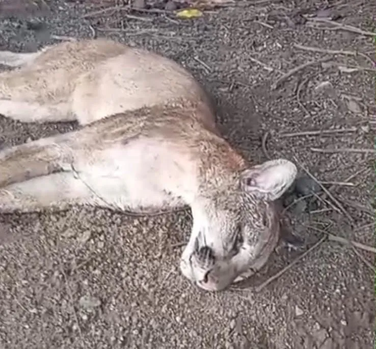 Aparição de onças preocupa moradores de Baunilha e Córrego Catuá após animal ser encontrado morto nesta terça (20), em Colatina
