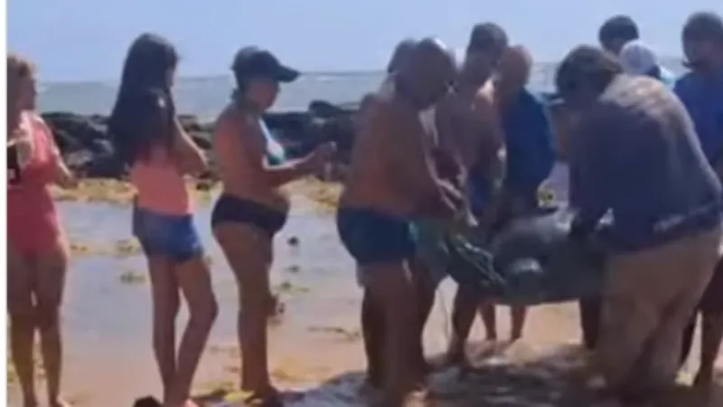 Tartaruga-verde de cerca de 200 quilos é resgatada em Jacaraípe, na Serra