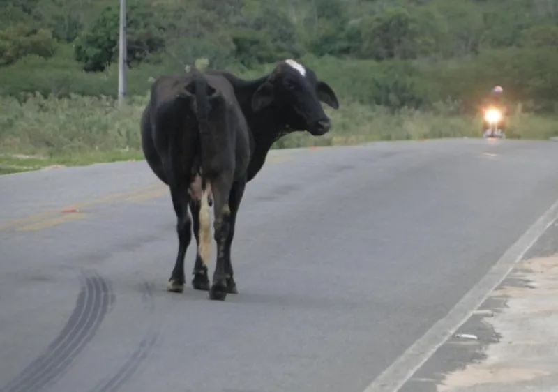 Motociclista fica ferido após colidir com vaca solta na ES-164, em Alto Rio Novo