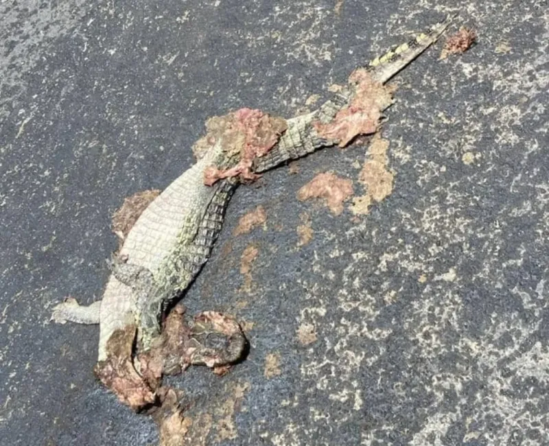 Restos mortais de jacaré é encontrado na BR-259, no trevo do bairro Honório Fraga, em Colatina
