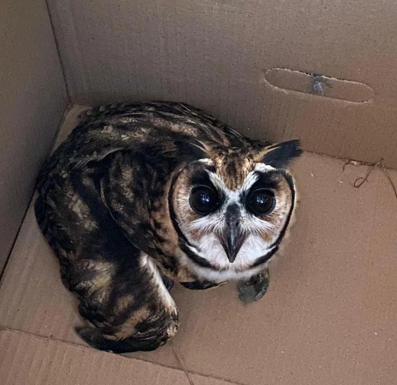 Coruja ferida é resgatada e encaminhada para atendimento veterinário em Colatina