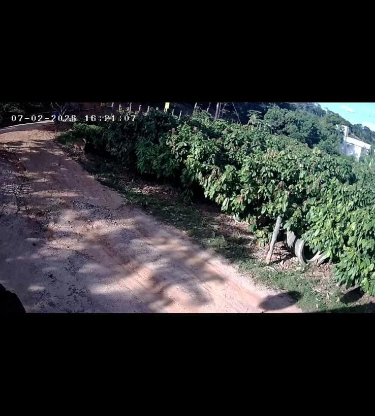 Imagens mostram momento exato de homicídio na tarde de sábado (7), em Governador Lindenberg,
