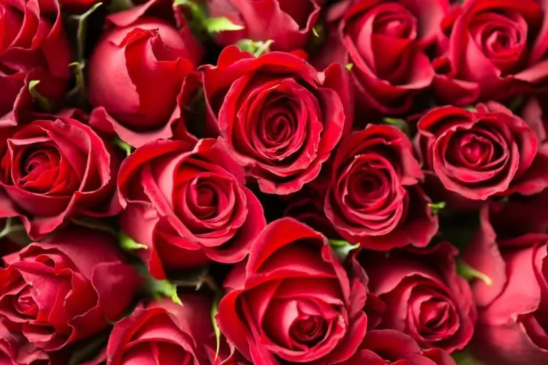 Dia Internacional da Mulher deve aquecer vendas de flores em Colatina e movimentar comércio local