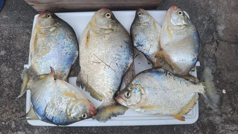 Várias piranhas são pescadas na Cachoeira do 8 em Colatina; crianças ficam feridas em caso em Linhares