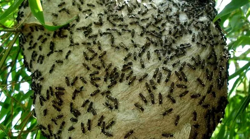 Justiça manda empresa indenizar trabalhador após ataque de marimbondos em Colatina